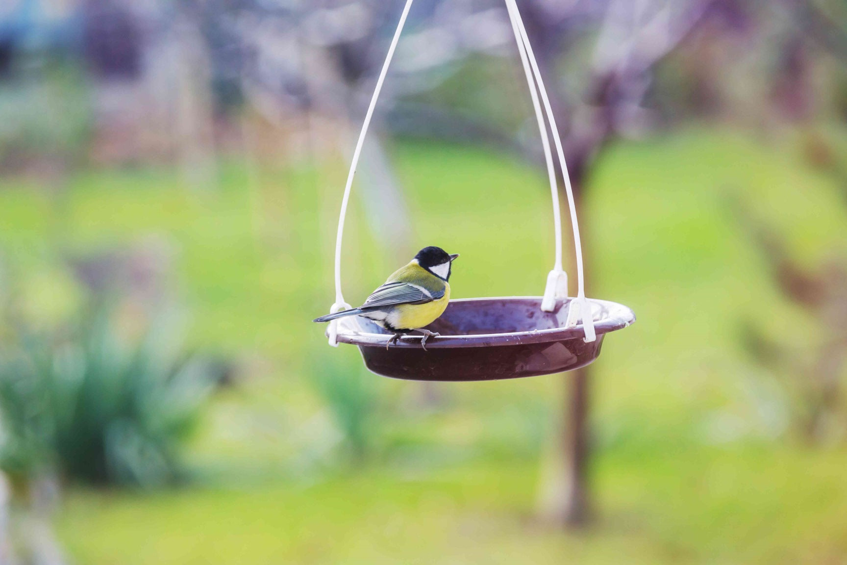 A Beginner's Guide to Bird Feeding and Attracting Wild Birds