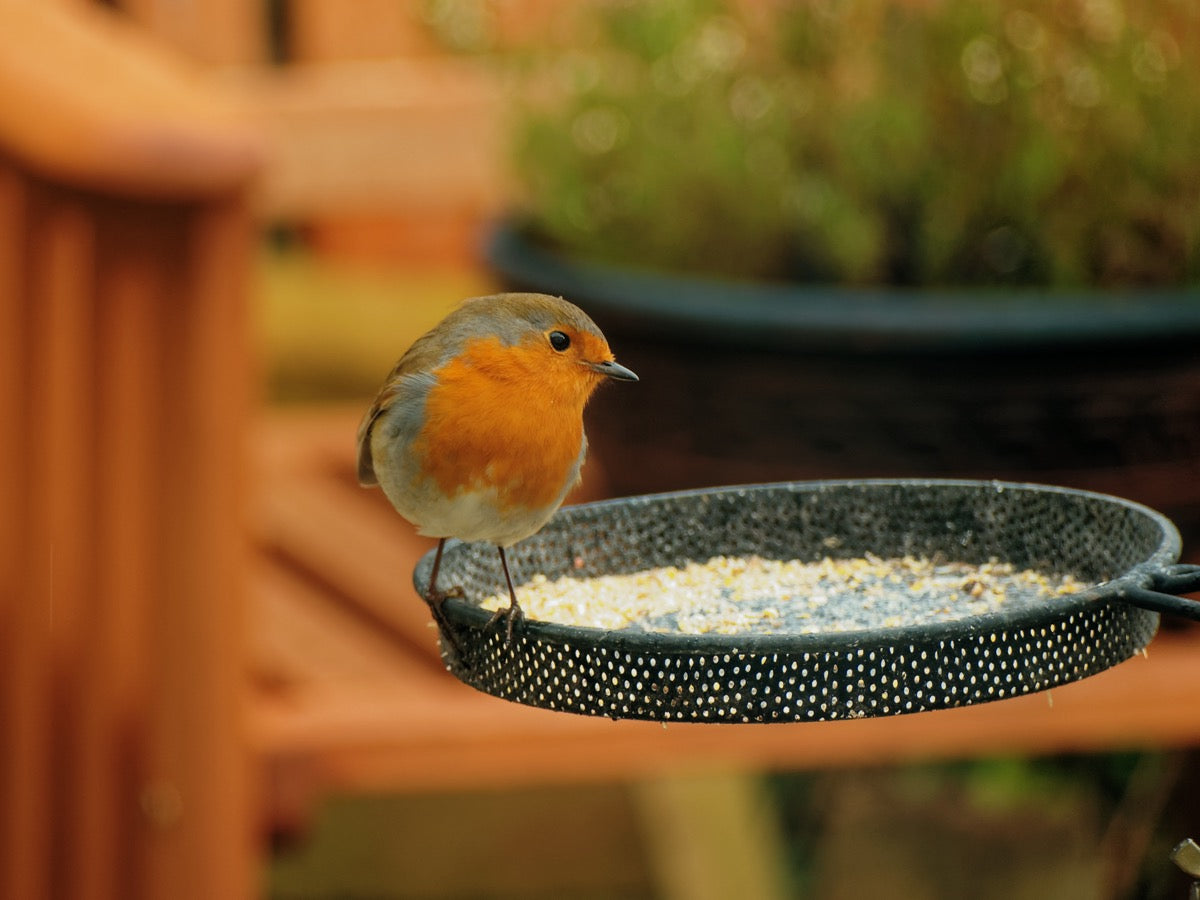 Choosing the Right Bird Food: A Guide for Every Season and Species