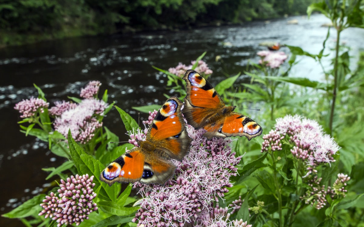 Landscaping Tips for Attracting More Wildlife to Your Garden