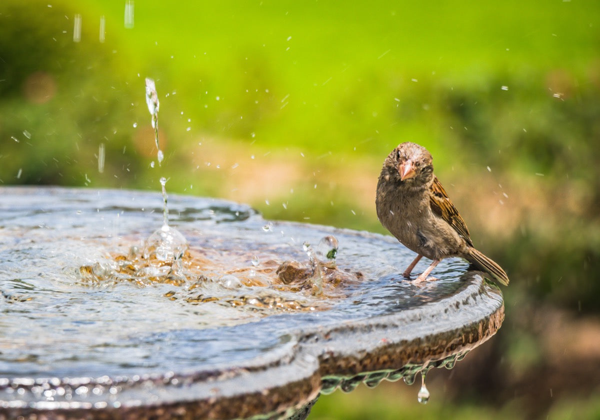 The Importance of Providing Fresh Water for Garden Wildlife
